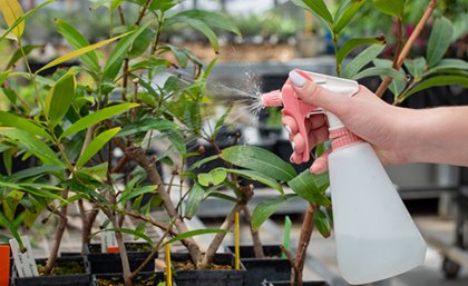  A bottle of solution sprayed onto a bush of green leaves 